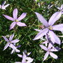 Laurentia
