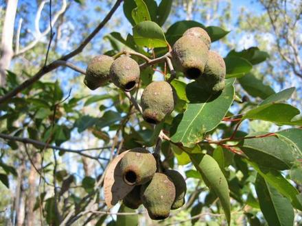Gum nuts (Eucalyptus calophylla)