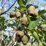 Red_gum_tree_nuts