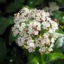 Hedge_flower
