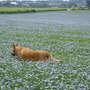 Mix_cole_beth_garden_030