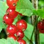 red currants