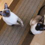 my cats