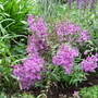 Angelonia (Angelonia)
