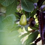 How_cashew_nuts_grow