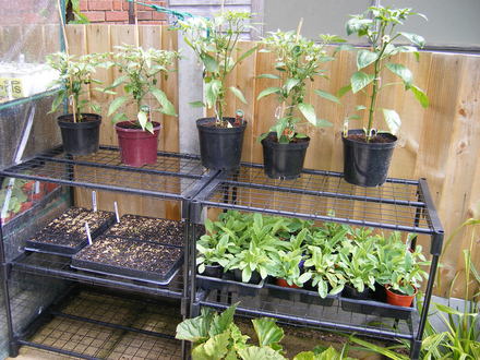 Chillis & peppers coming on