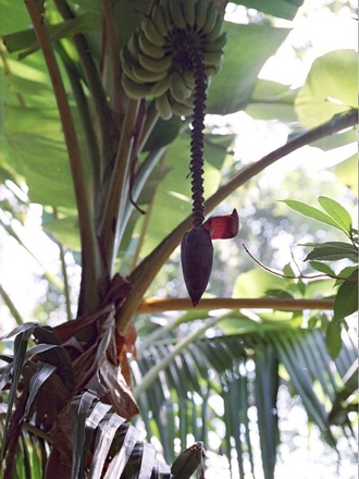 How banana's grow. Spice Farm, Goa, India