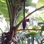 How banana's grow. Spice Farm, Goa, India