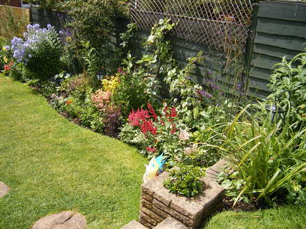 A garden flower photo