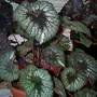 Begonia rex