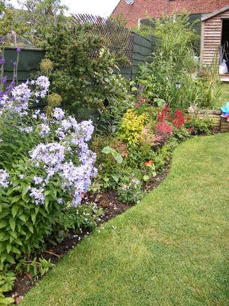 A garden flower photo
