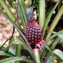 How_your_pineapple_grows
