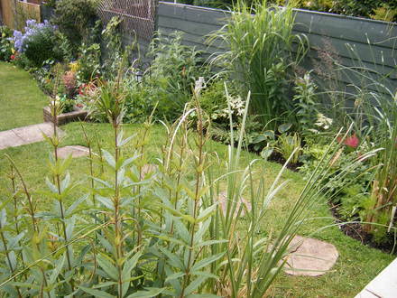 GRASSES BORDER