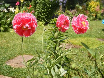 Self-seeded Poppies