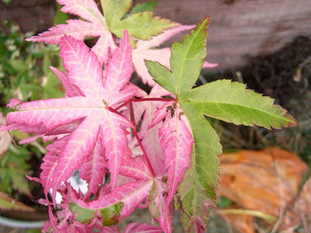 acer.jpg (Acer palmatum)