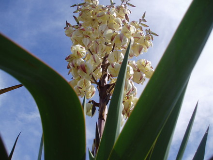 yucca