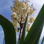 yucca