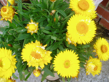 flowers