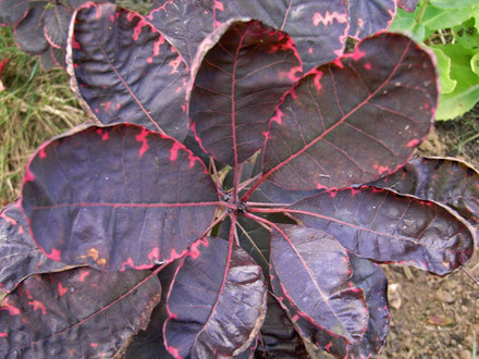 cotinus.jpg (cotinus coggyria)