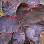 Cotinus