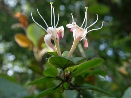 another shot of my unknown honeysuckle