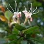 Copy_of_garden_468