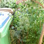 Copy__2__of_garden_477