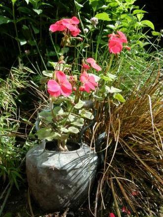copper kettle