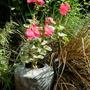 Copy_of_garden_476