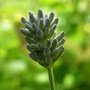 Copy_of_garden_474