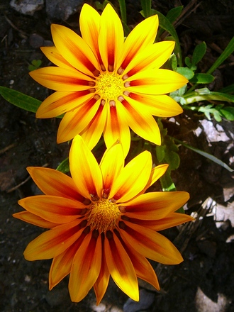 Gazania (Gazania)