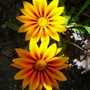 Gazania