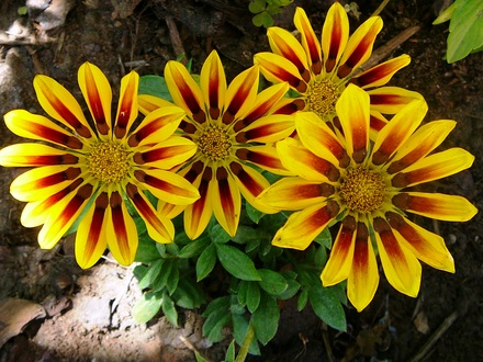another Gazania plant (Gazania)