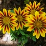 Gazania