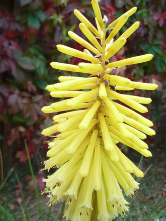 kniphofia 'Brimstone' (Kniphofia caulescens)