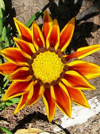 3rd new Gazania (Gazania)