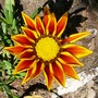 Gazania