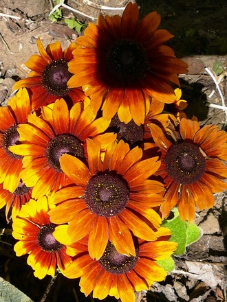 Gaillardia (don't know which one) (Gaillardia aristata (Blanketflower))