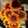 Gaillardia (don't know which one) (Gaillardia aristata (Blanketflower))