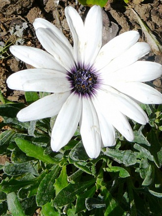 White Ostespermum (Don't know which variety) (Osteospermum)