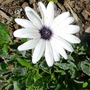 White Ostespermum (Don't know which variety) (Osteospermum)