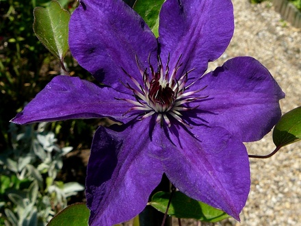 Clematis The President. (Clematis The President)