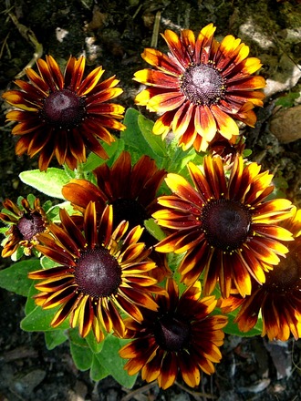Gaillardia (don't know which one) (Gaillardia aristata (Blanketflower))
