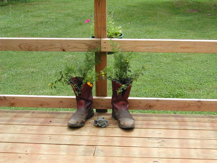 boots (Lantana camara)