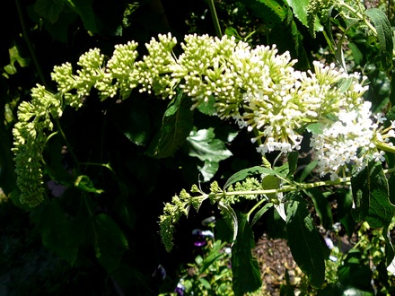 White Buddleia just opening (Buddleja davidii (Butterfly bush))