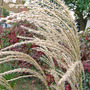 Miscanthus