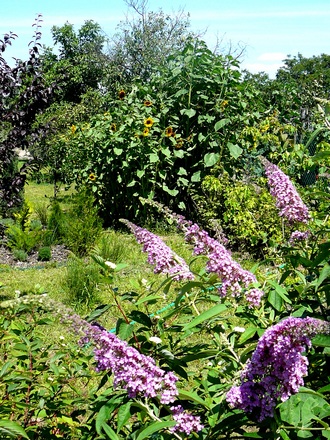 Lilac Buddleia