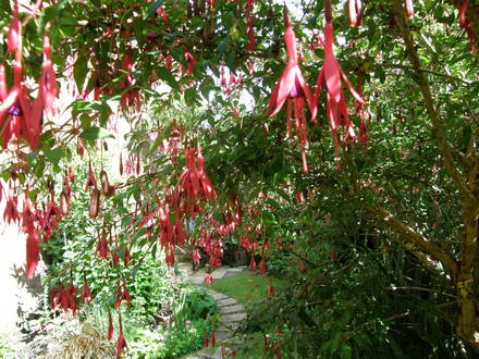 fuschia- prolific this year