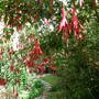 Copy_of_garden_473