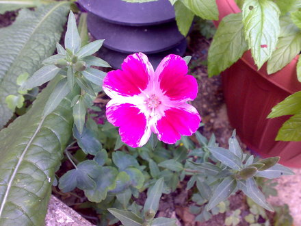 Godetia